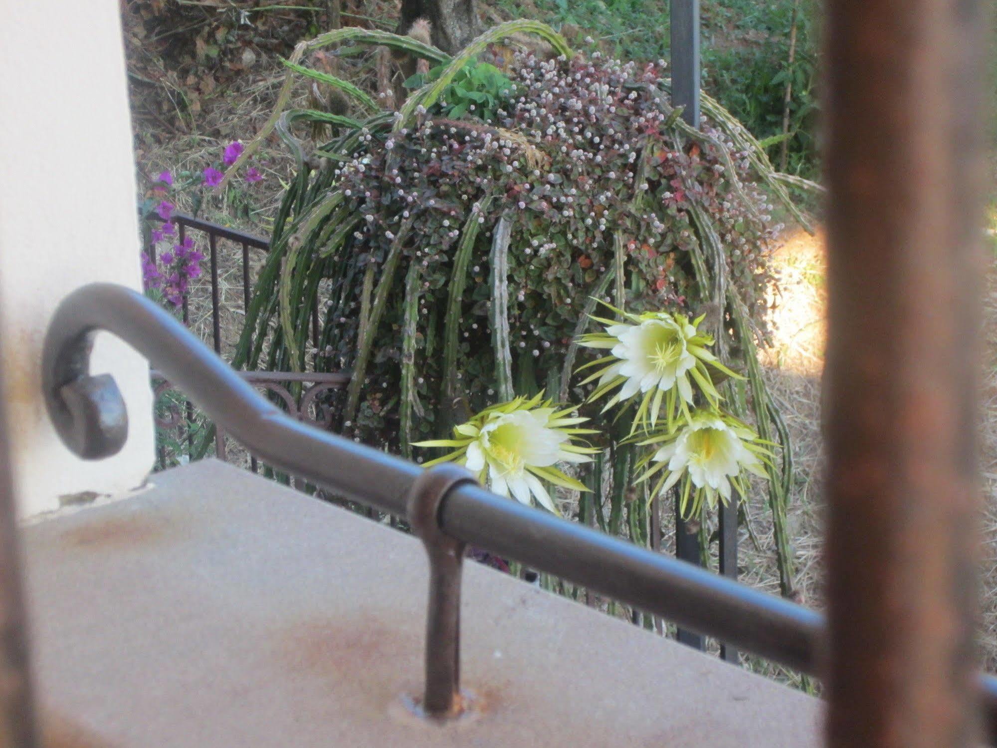 Villa Santa Sofia อาเชอา ภายนอก รูปภาพ